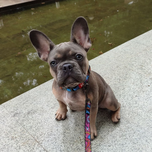 Нашийник для собак нейлоновий WAUDOG Nylon з QR-паспортом, малюнок "Літо", пластиковий фастекс