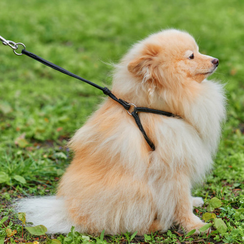 Кругла шкіряна шлея з повідцем та QR паспортом WAUDOG Soft для собак і котів Чорна