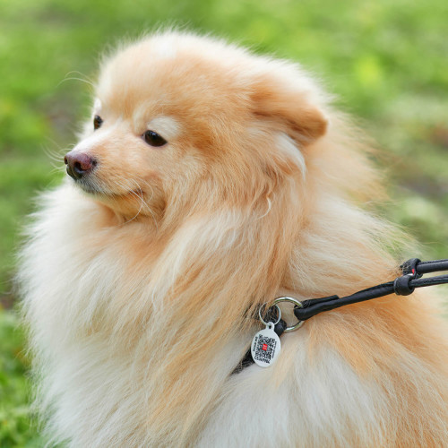 Кругла шкіряна шлея з повідцем та QR паспортом WAUDOG Soft для собак і котів Чорна