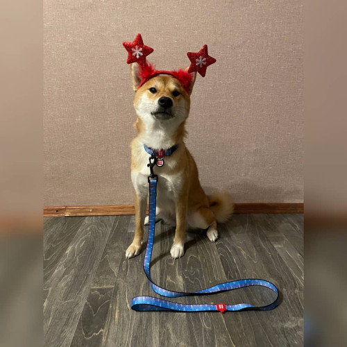 Нашийник для собак нейлоновий WAUDOG Nylon з QR-паспортом, малюнок "Ловець снів", пластиковий фастекс