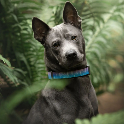 Нашийник для собак нейлоновий WAUDOG Nylon з QR-паспортом, малюнок "Ловець снів", пластиковий фастекс