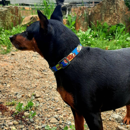 Нашийник для собак нейлоновий WAUDOG Nylon з QR-паспортом, малюнок "ВАУ", пластиковий фастекс