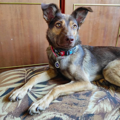 Нашийник для собак нейлоновий WAUDOG Nylon з QR-паспортом, малюнок "NASA", пластиковий фастекс