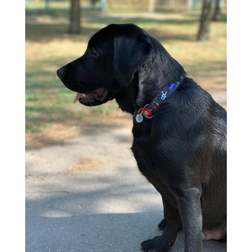 Нашийник для собак нейлоновий WAUDOG Nylon з QR-паспортом, малюнок "NASA", пластиковий фастекс