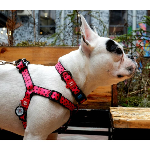 Нашийник для собак нейлоновий WAUDOG Nylon з QR-паспортом, малюнок "Кавун", пластиковий фастекс