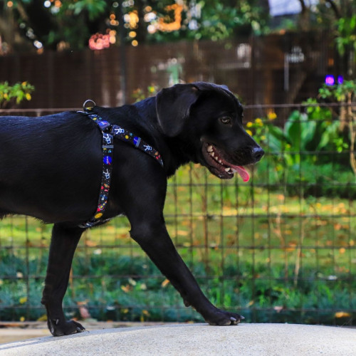 Шлейка для собак WAUDOG Nylon с QR паспортом «NASA», пластиковый фастекс