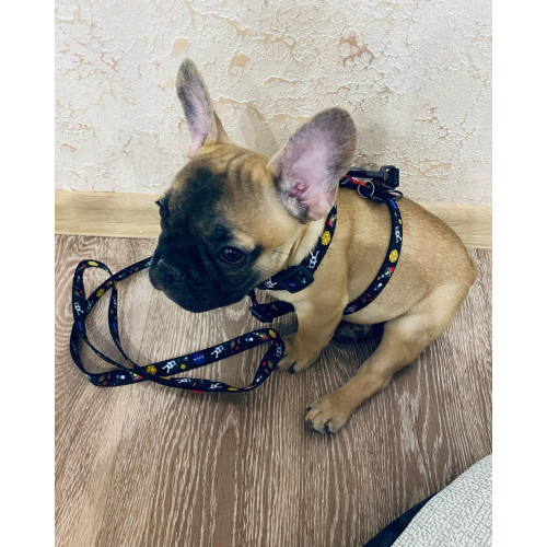 Шлейка для собак WAUDOG Nylon с QR паспортом «NASA», пластиковый фастекс