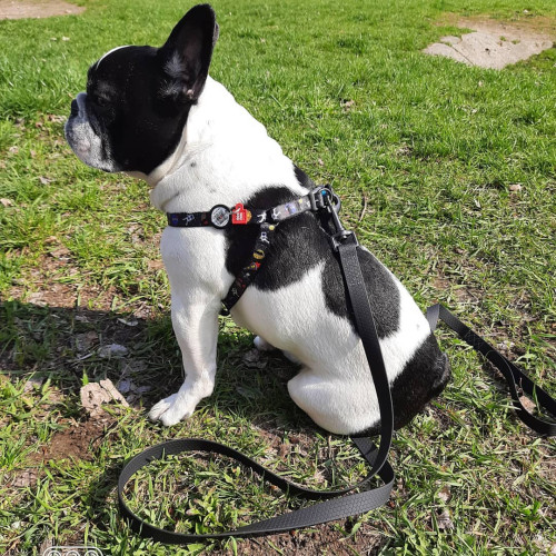 Шлейка для собак WAUDOG Nylon с QR паспортом «NASA», пластиковый фастекс