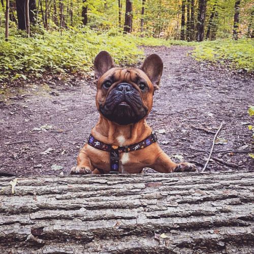 Шлейка для собак WAUDOG Nylon с QR паспортом «NASA», пластиковый фастекс