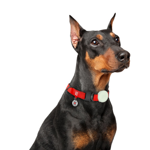 Чехол для AirTag для собак WAUDOG Silicone, светонакопительный