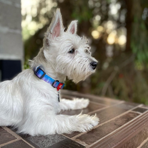 Нашийник для собак нейлоновий WAUDOG Nylon c QR паспортом, малюнок "Ловець снів", металевий фастекс