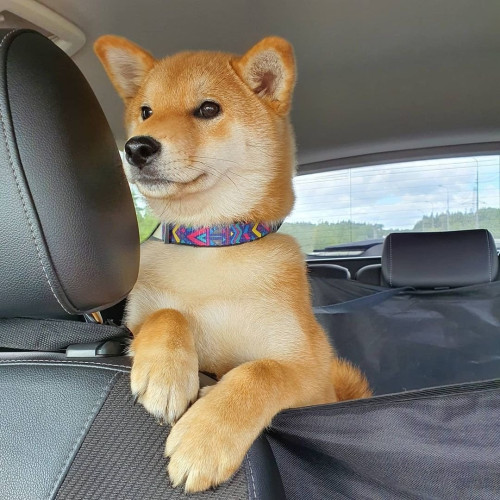 Ошейник для собак нейлоновый WAUDOG Nylon c QR паспортом, рисунок "Инди", металлический фастекс