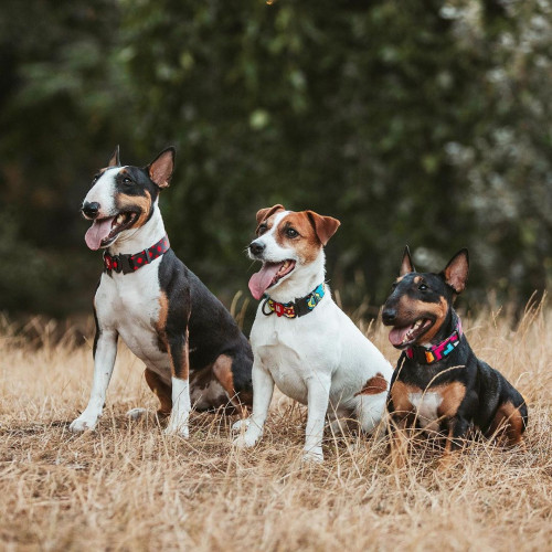 Ошейник для собак нейлоновый WAUDOG Nylon c QR паспортом, рисунок "Шотландка красная", металлический фастекс