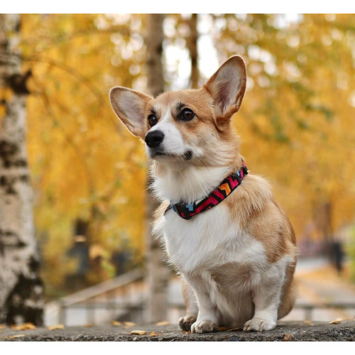 Нашийник для собак нейлоновий WAUDOG Nylon c QR паспортом, малюнок "Графіті", металевий фастекс