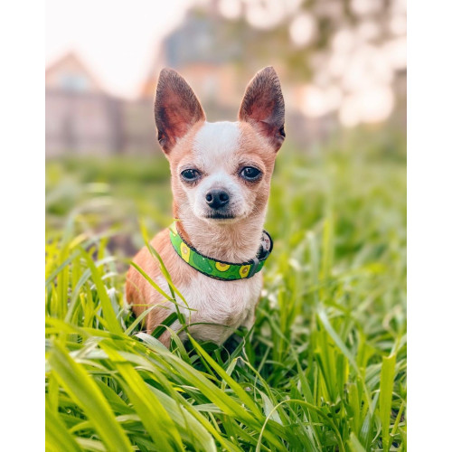 Ошейник для собак нейлоновый WAUDOG Nylon c QR паспортом, рисунок "Авокадо", металлический фастекс