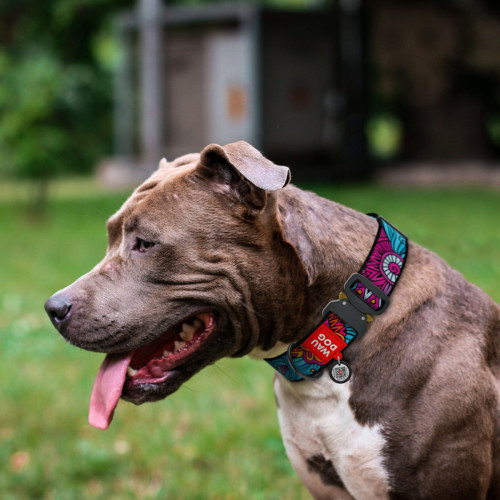 Нашийник для собак нейлоновий WAUDOG Nylon c QR паспортом, малюнок "Літо", металевий фастекс