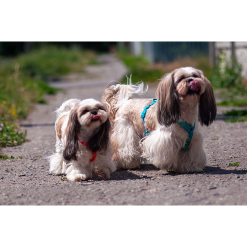 Шлея для собак анатомическая Н-образная WAUDOG Nylon Recycled "Градиент Голубой"