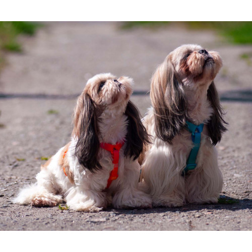 Шлея для собак анатомическая Н-образная WAUDOG Nylon Recycled "Градиент Голубой"