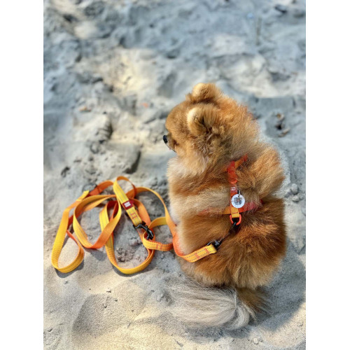 Шлея для собак анатомическая Н-образная WAUDOG Nylon Recycled "Градиент Оранжевый"