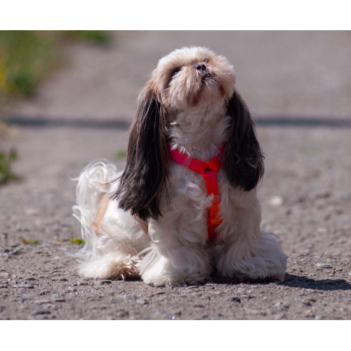 Шлея для собак анатомическая Н-образная WAUDOG Nylon Recycled "Градиент Оранжевый"