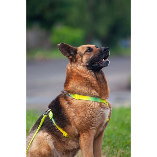 Шлея для собак анатомическая Н-образная WAUDOG Nylon Recycled "Градиент Салатовый"