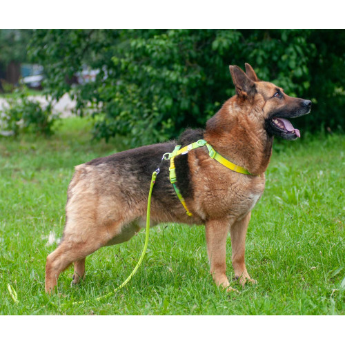 Шлея для собак анатомическая Н-образная WAUDOG Nylon Recycled "Градиент Салатовый"