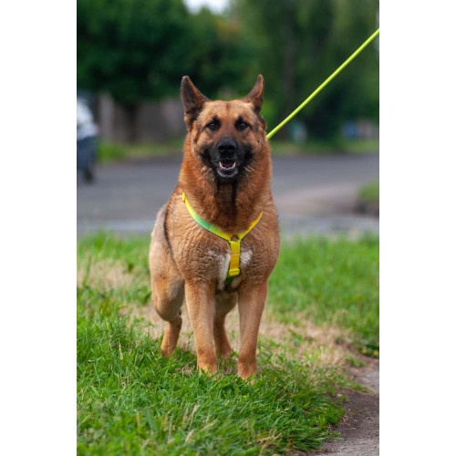 Шлея для собак анатомическая Н-образная WAUDOG Nylon Recycled "Градиент Салатовый"