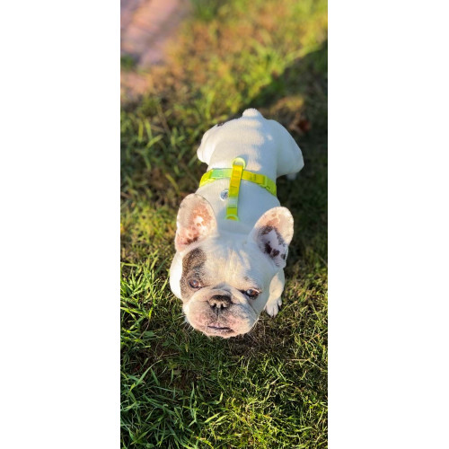 Шлея для собак анатомическая Н-образная WAUDOG Nylon Recycled "Градиент Салатовый"