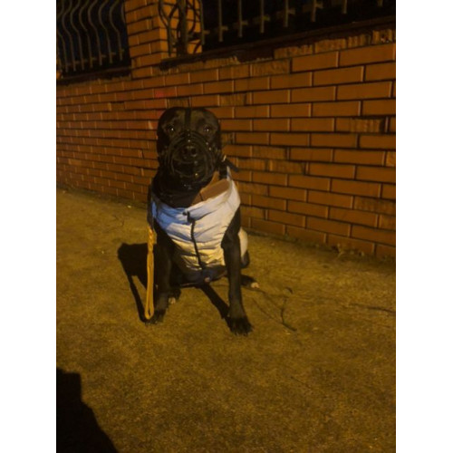 Куртка-жилет для собак WAUDOG Clothes Світловідбивна Сіра