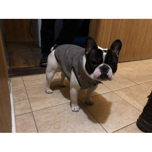 Куртка-жилет для собак WAUDOG Clothes Світловідбивна Сіра