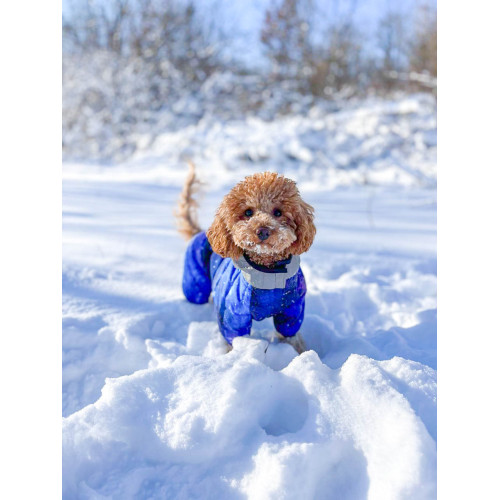 Комбінезон для собак WAUDOG Clothes з малюнком "NASA21"