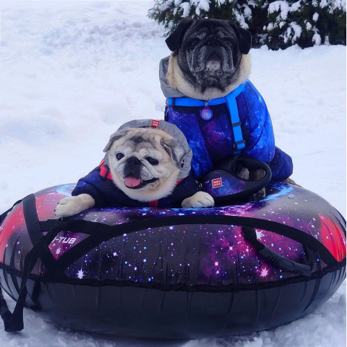 Комбінезон для собак WAUDOG Clothes з малюнком "NASA21"