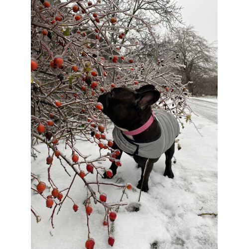 Куртка-накидка для собак WAUDOG Clothes светоотражающая