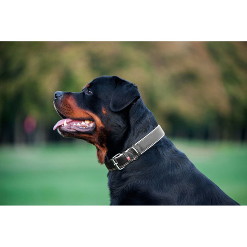 Ошейник для собак "Waudog soft" кожаный с QR-паспортом чёрного цвета