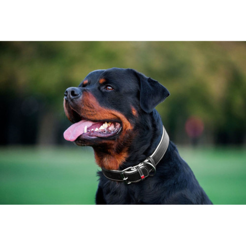 Ошейник для собак "Waudog soft" кожаный с QR-паспортом чёрного цвета