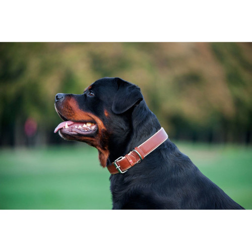 Ошейник для собак "Waudog soft" кожаный с QR-паспортом коричневого цвета
