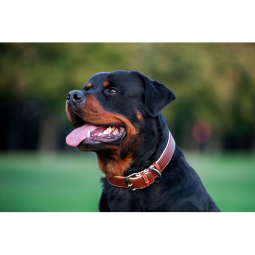 Ошейник для собак "Waudog soft" кожаный с QR-паспортом коричневого цвета