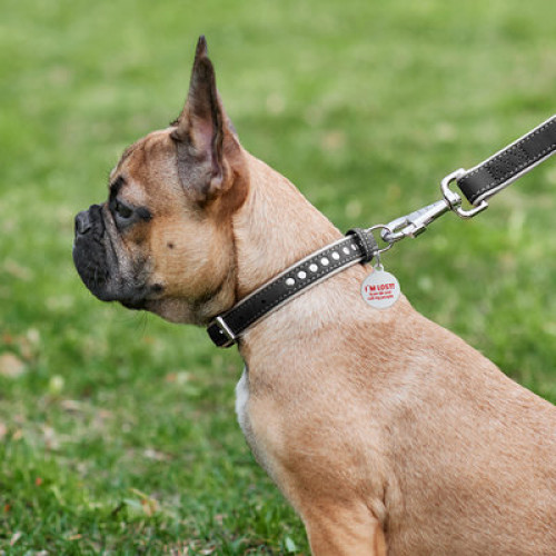 Ошейник для собак WAUDOG Soft кожаный с QR паспортом и металлическими украшениями, черный