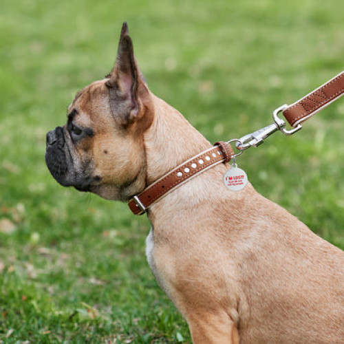 Ошейник для собак WAUDOG Soft кожаный с QR паспортом и металлическими украшениями, коричневый