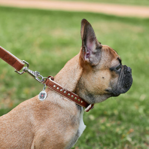 Ошейник для собак WAUDOG Soft кожаный с QR паспортом и металлическими украшениями, коричневый