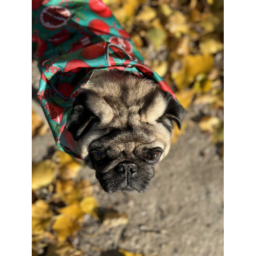 Дощовик-накидка для собак WAUDOG Clothes з капюшоном, малюнок «Гранати»