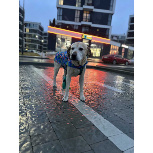 Дождевик-накидка для собак WAUDOG Clothes с капюшоном, рисунок «Инжир»