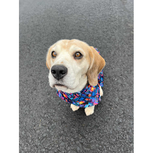 Дощовик-накидка для собак WAUDOG Clothes з капюшоном, малюнок «Нескінченні світи»