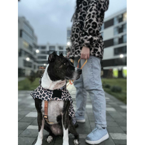 Дощовик-накидка для собак WAUDOG Clothes з капюшоном малюнок "Леопард"