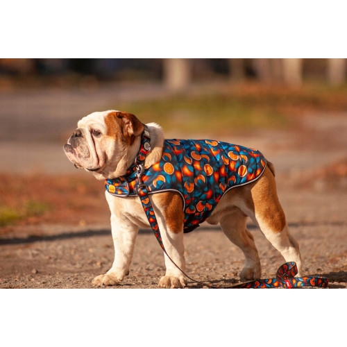 Курточка-накидка для собак WAUDOG Clothes, рисунок «Апельсины»
