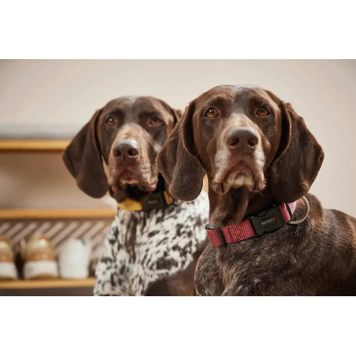 Ошейник для собак Wolters, Professional Comfort, бордовый