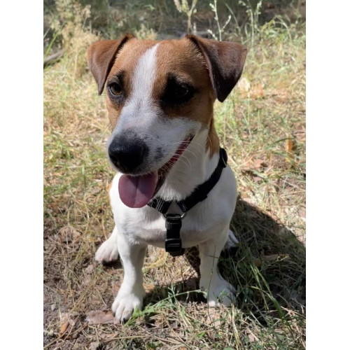 Шлейка для собак Wolters, Professional, чорна