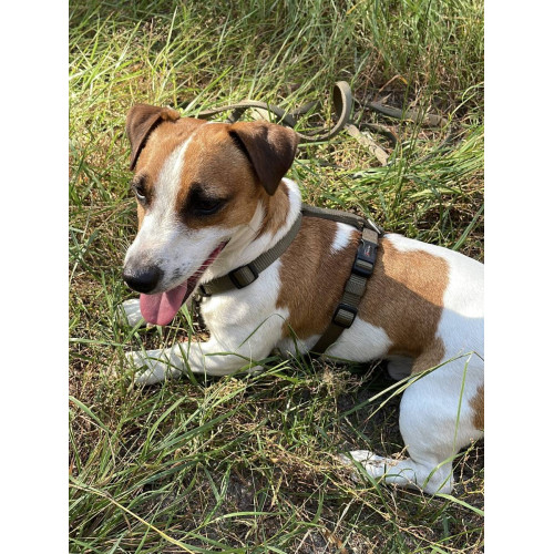 Шлейка для собак Wolters, Professional, оливкова