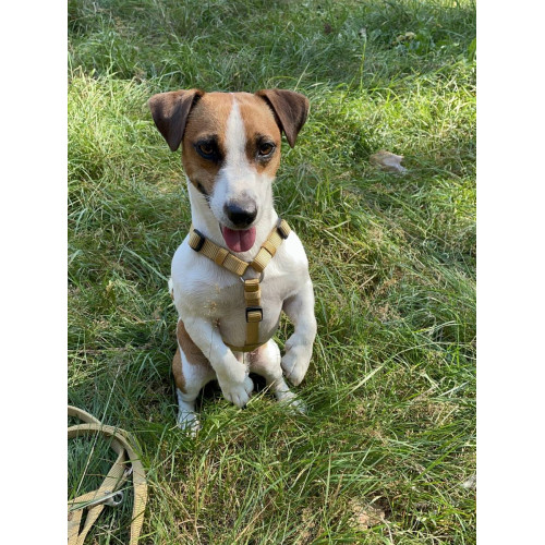 Шлейка для собак Wolters, Professional, желтая