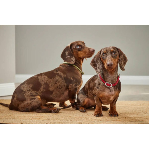 Нашийник-канат для собак Wolters, K2, червоний